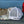 Pheasant flying - 7 Panel camo